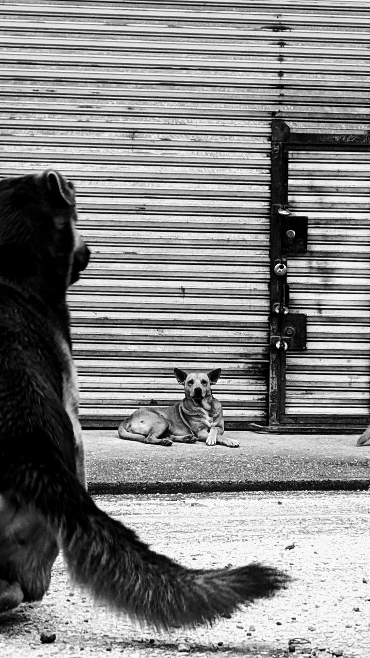 Potlicka: Street Dogs Of&nbsp;Belize