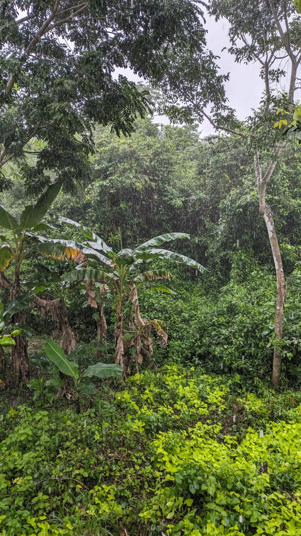 Rainy Days In&nbsp;Cayo