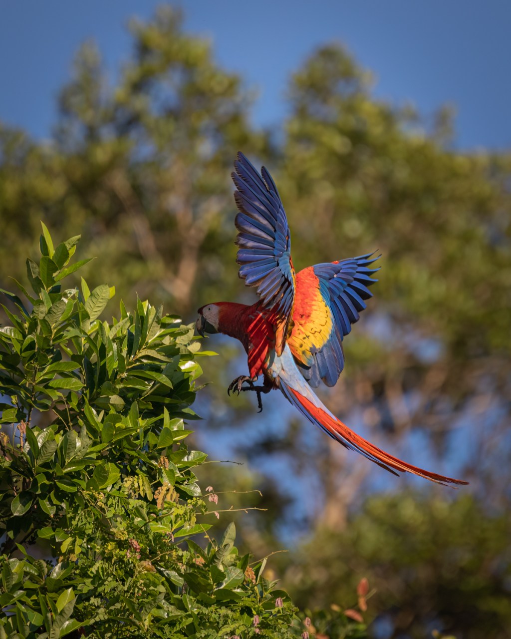 Red Bank, Belize: Scarlet Macaw&nbsp;Paradise